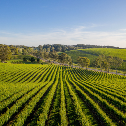 Nepenthe vineyard on a sunny day