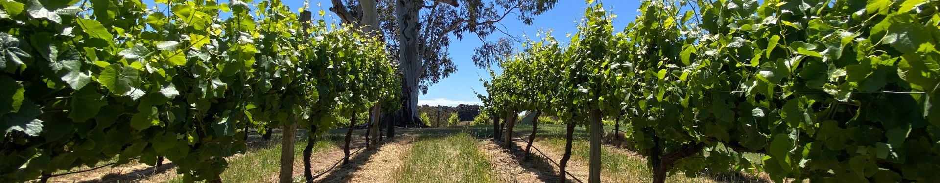 Flowering at Nepenthe Cellar Door in the Adelaide Hills